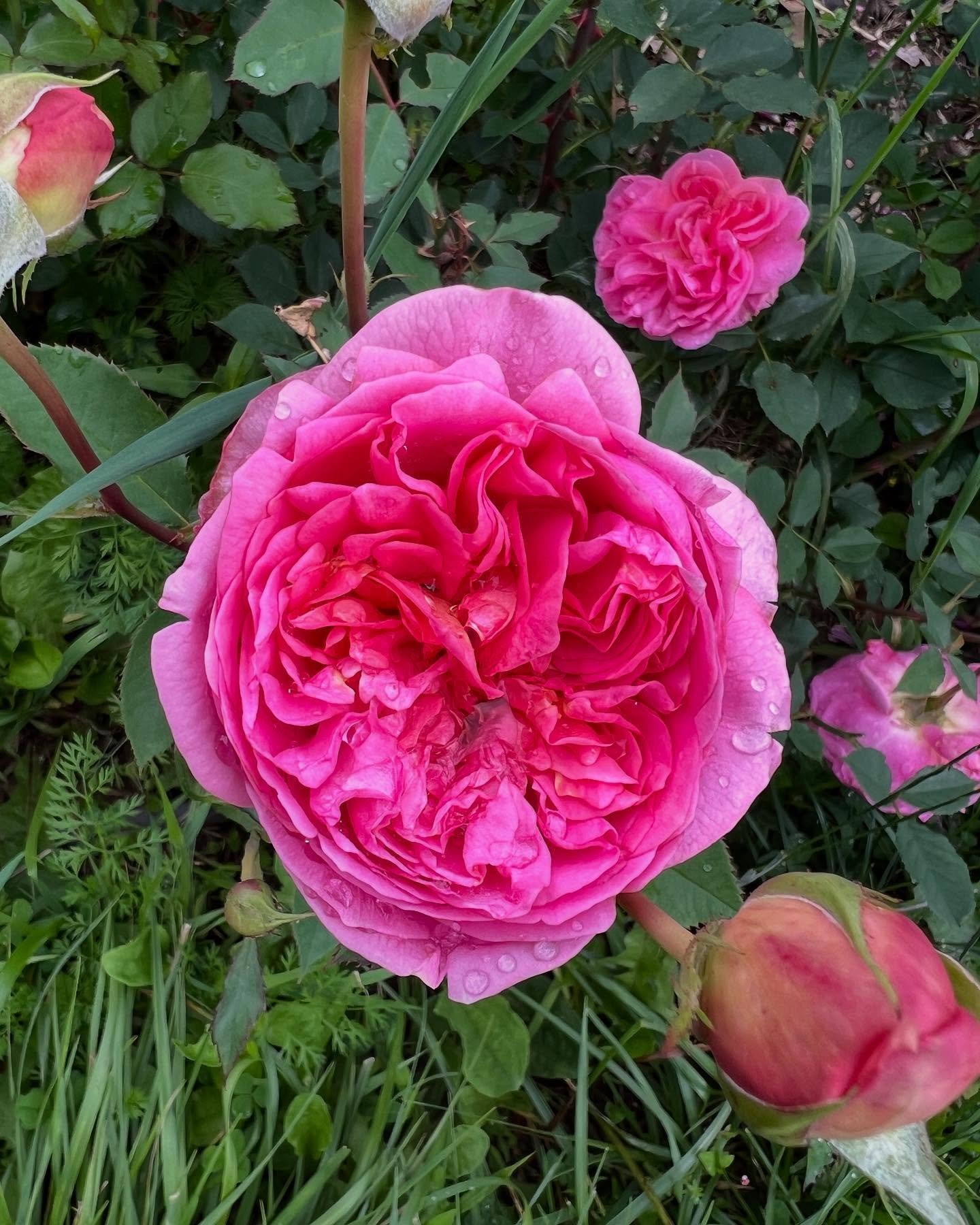 Gearing up for my Healing Power of Flowers workshop this weekend and guess what flower is taking center stage????

The fields give you what you need and just in time, the garden roses have exploded!  We planted a row two springs ago, and they have re