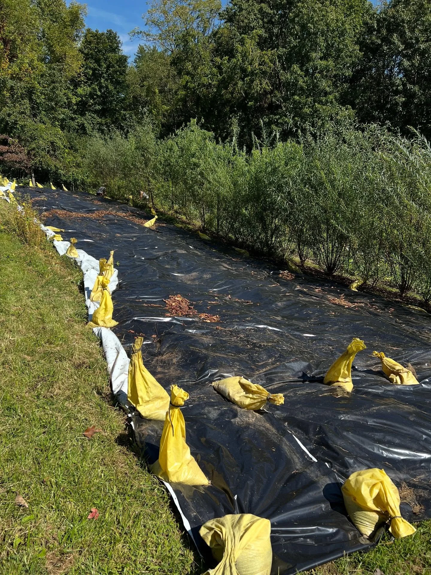 Silage tarping a portion of Lower B to start the process of rebuilding our base. 
A combination of slope and runoff has contributed to the upper 5 rows in this field progressively weakening in nutrition and structure.  Lower B is one of our main fie