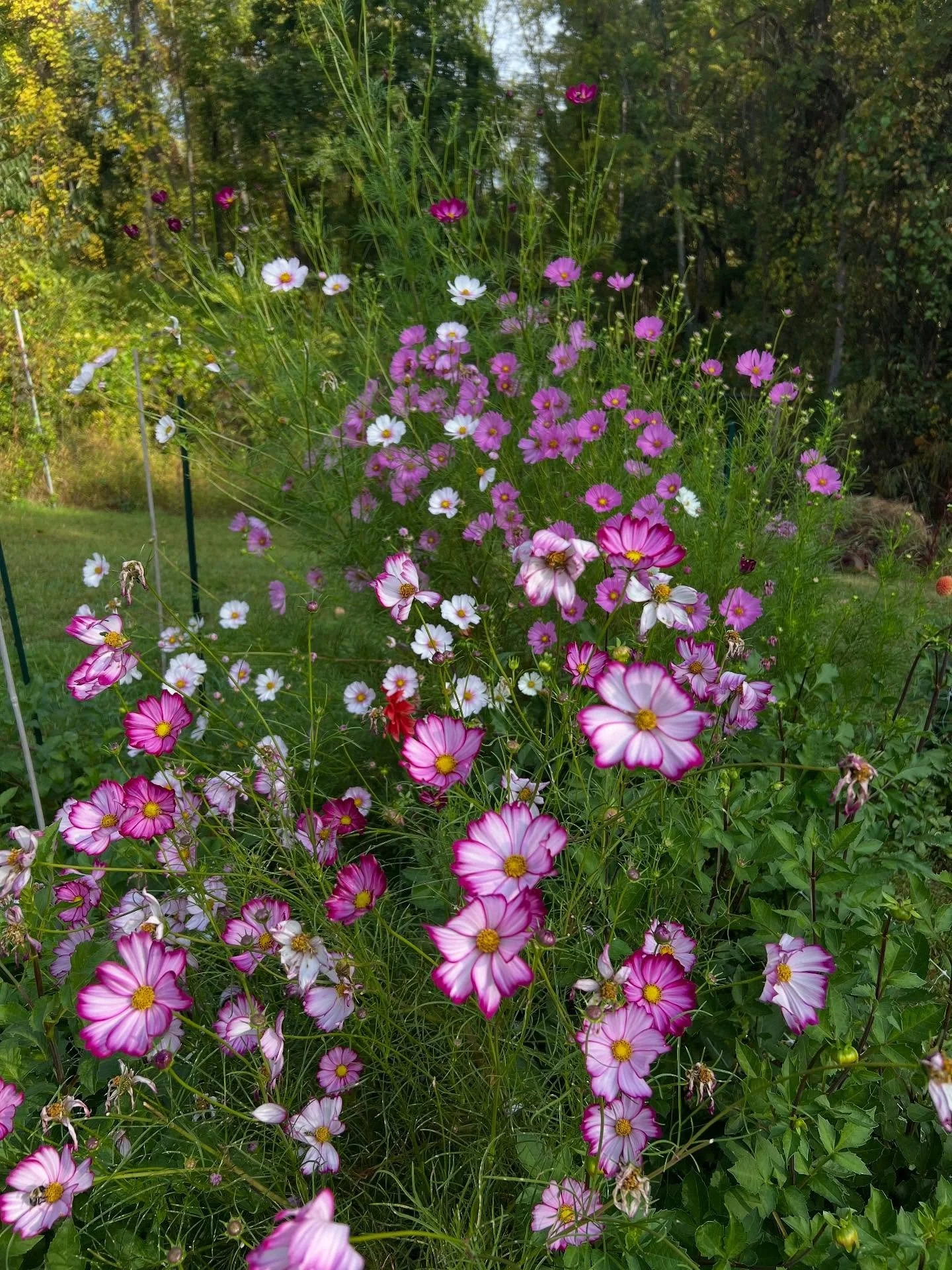 It’s nice to be back in the fields…. Things are turning the corner but still plenty of life out here for sure!!!!
#elevenmilefarm #cutflowerfarm #cutflowers #seasonalblooms #flowerfarming #localflowers #ilovegrowingflowers