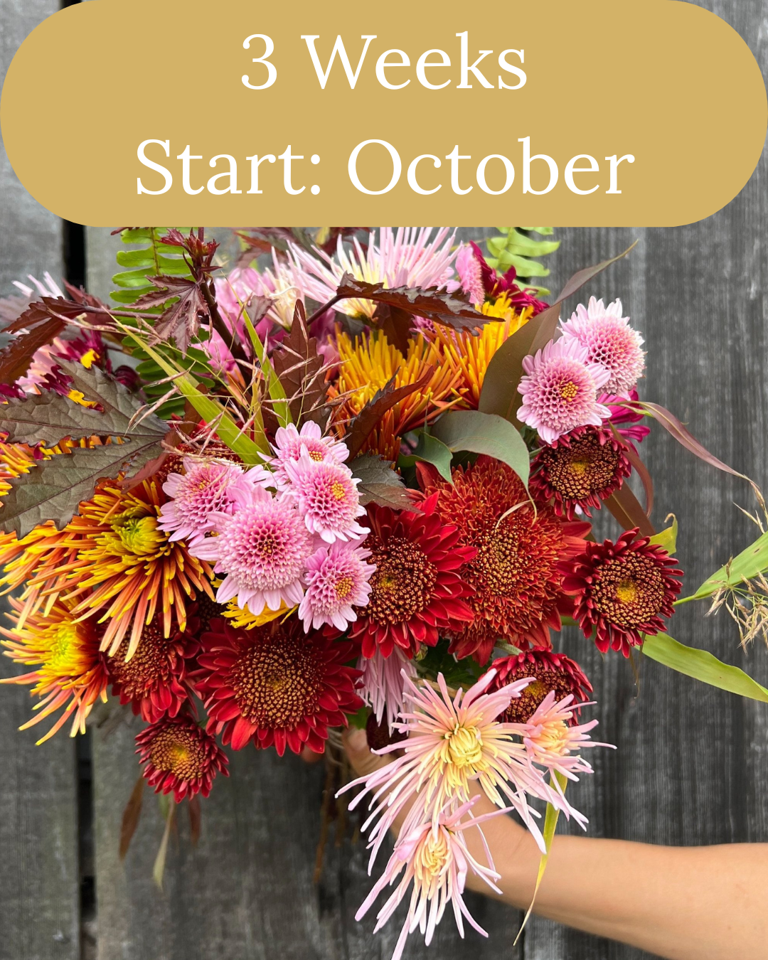Heirloom Chrysanthemum CSA