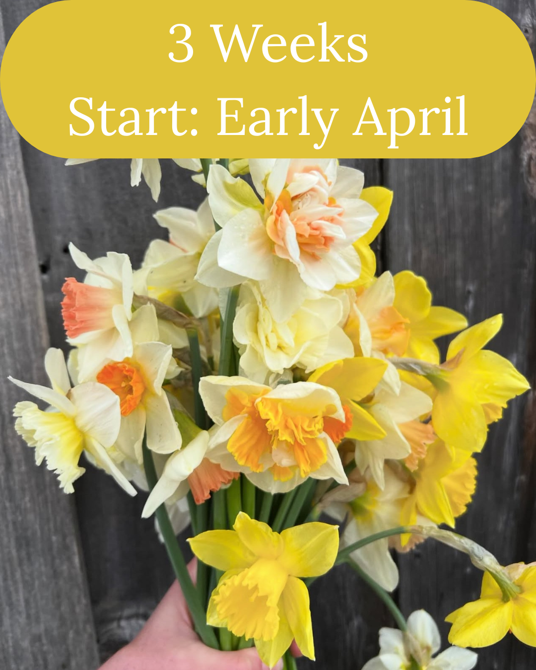 Specialty Narcissus CSA