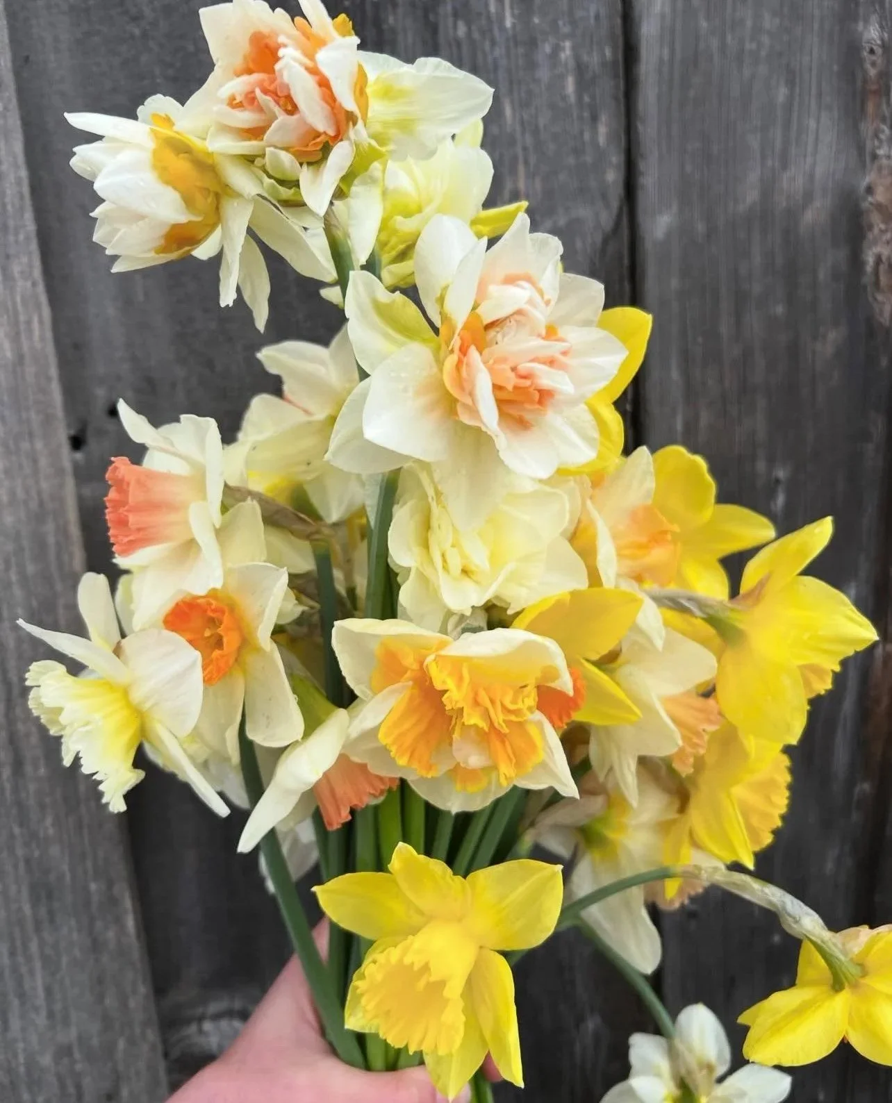 Specialty Narcissus Bunches