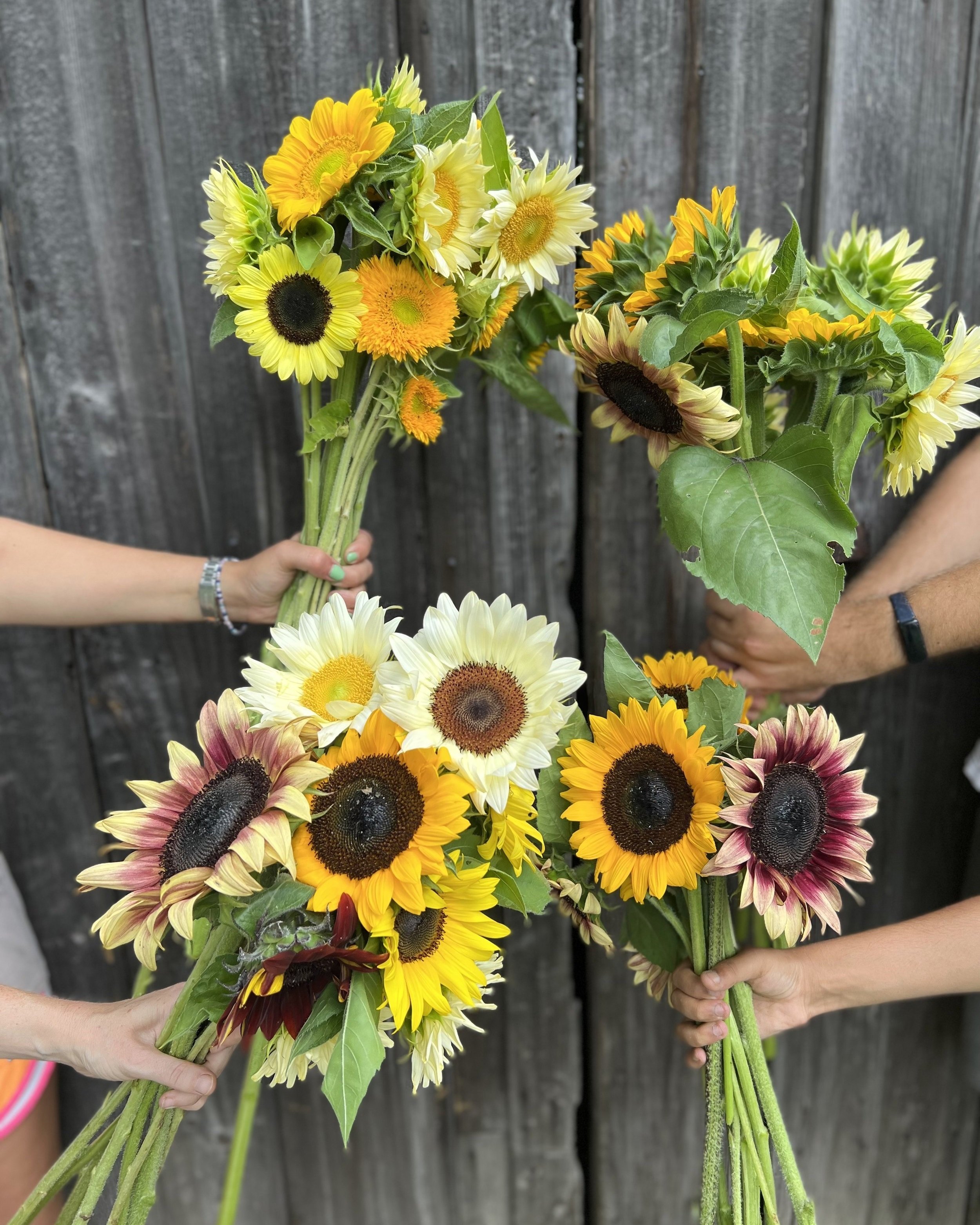 Sunflowers.jpg