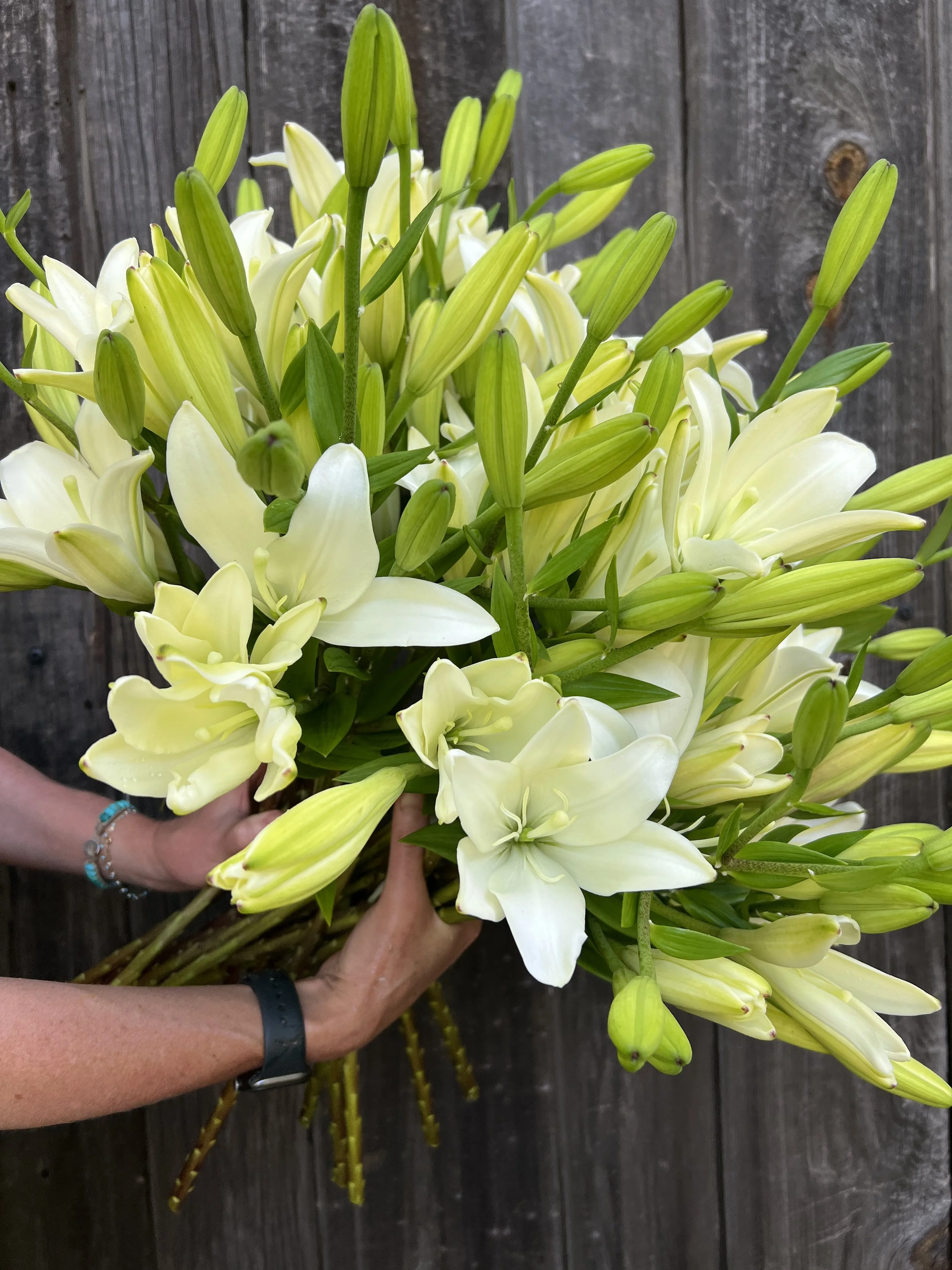 Orange and White Cocotte Lily Bulbs