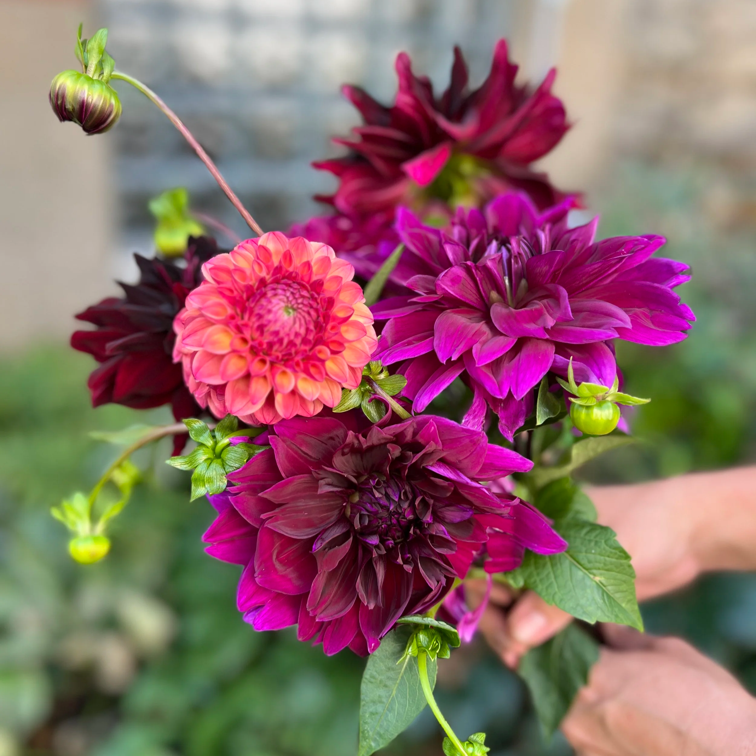 Dahlia bunches