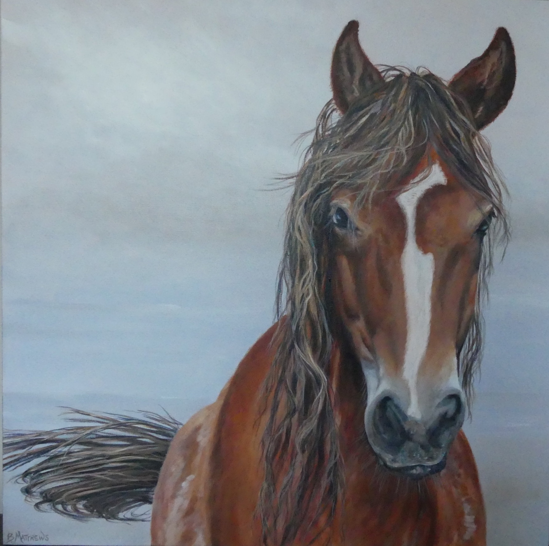 Sable Island Sasha