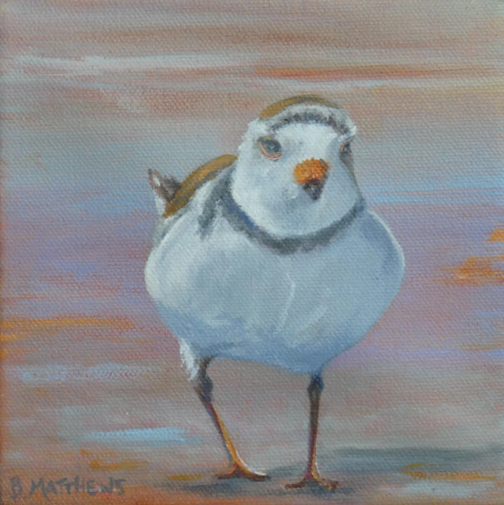 Plover at Sunset