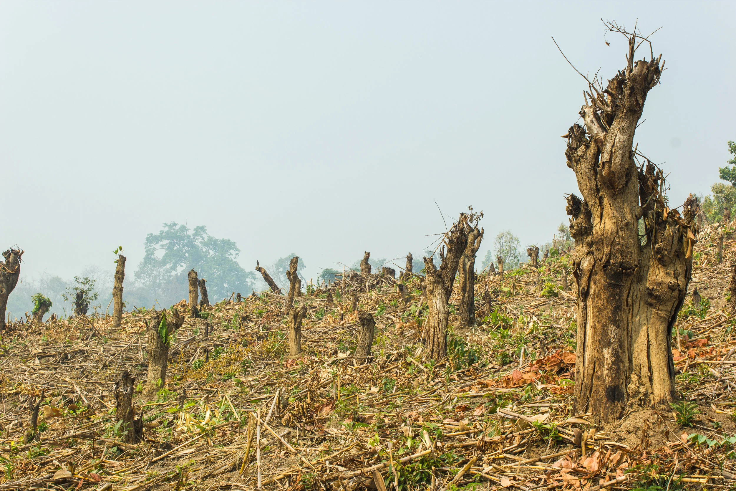 Fires in the Amazon: A Growth-Capacity Story