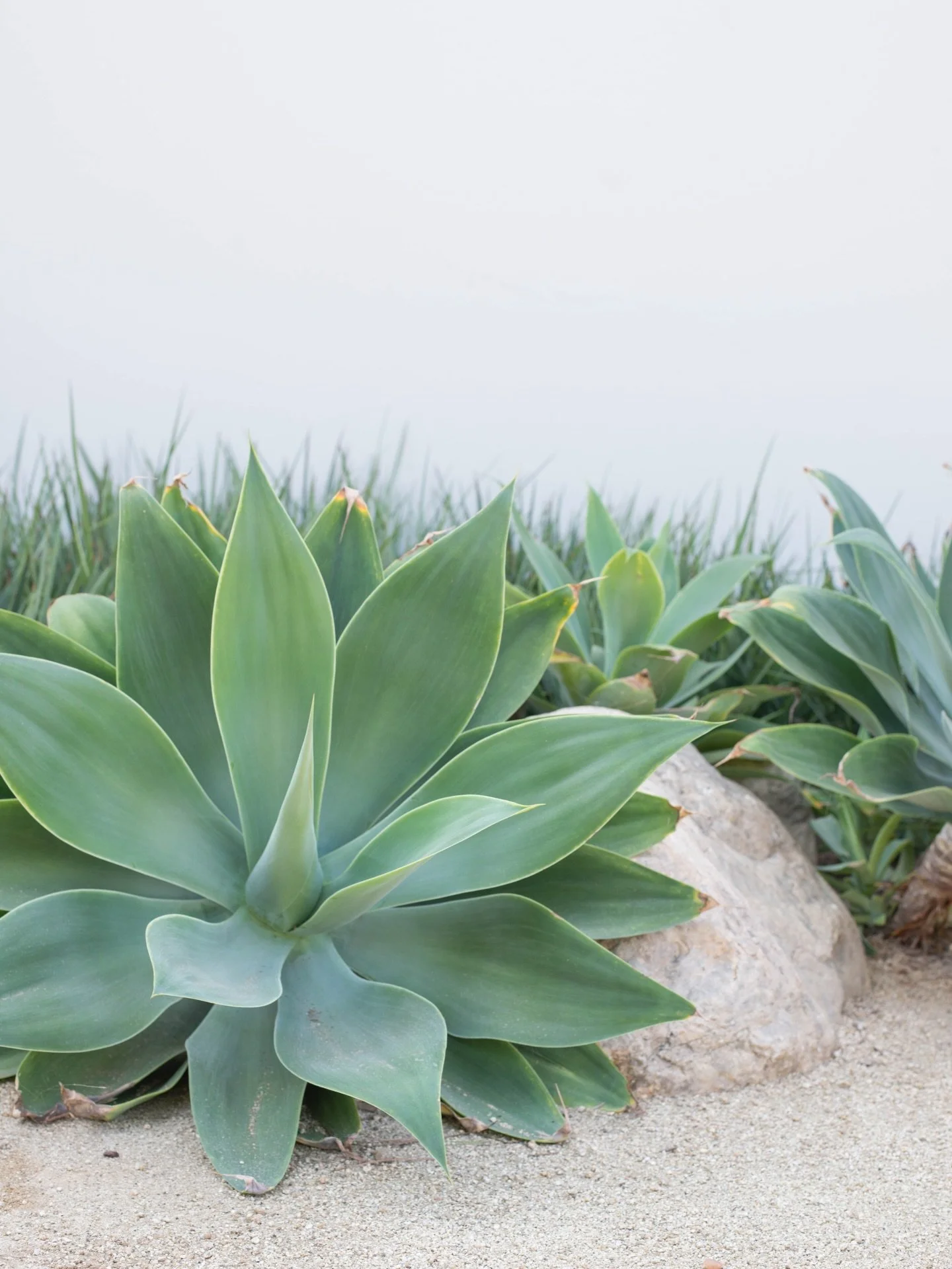 By incorporating drought-resistant plants, smart irrigation systems, and water-efficient landscaping, we&rsquo;re reducing water consumption and creating sustainable outdoor spaces for our residents. Small changes make a big impact! 🌍 #SustainableLi