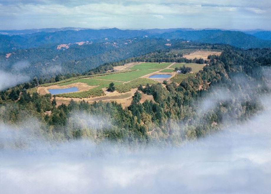 The Manchester Ridge Vineyard hanging over the pacific.
