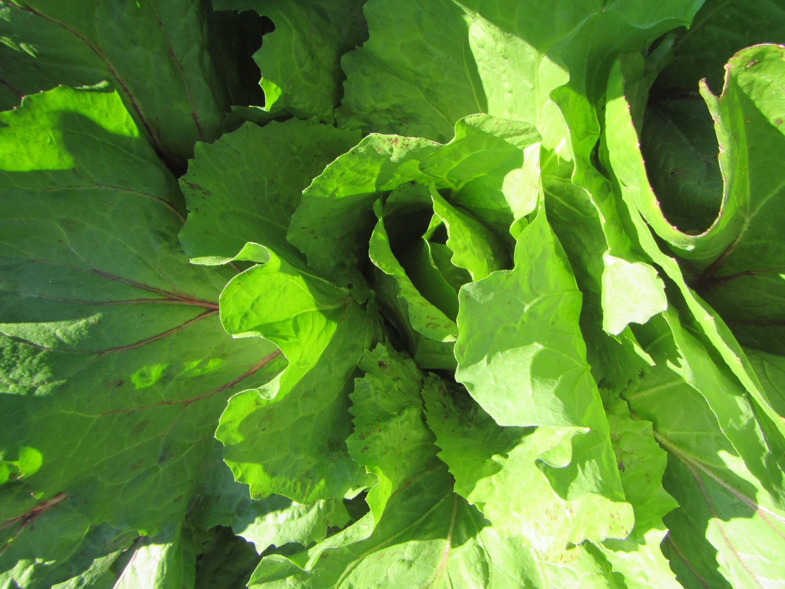 Variegato di Castelfranco