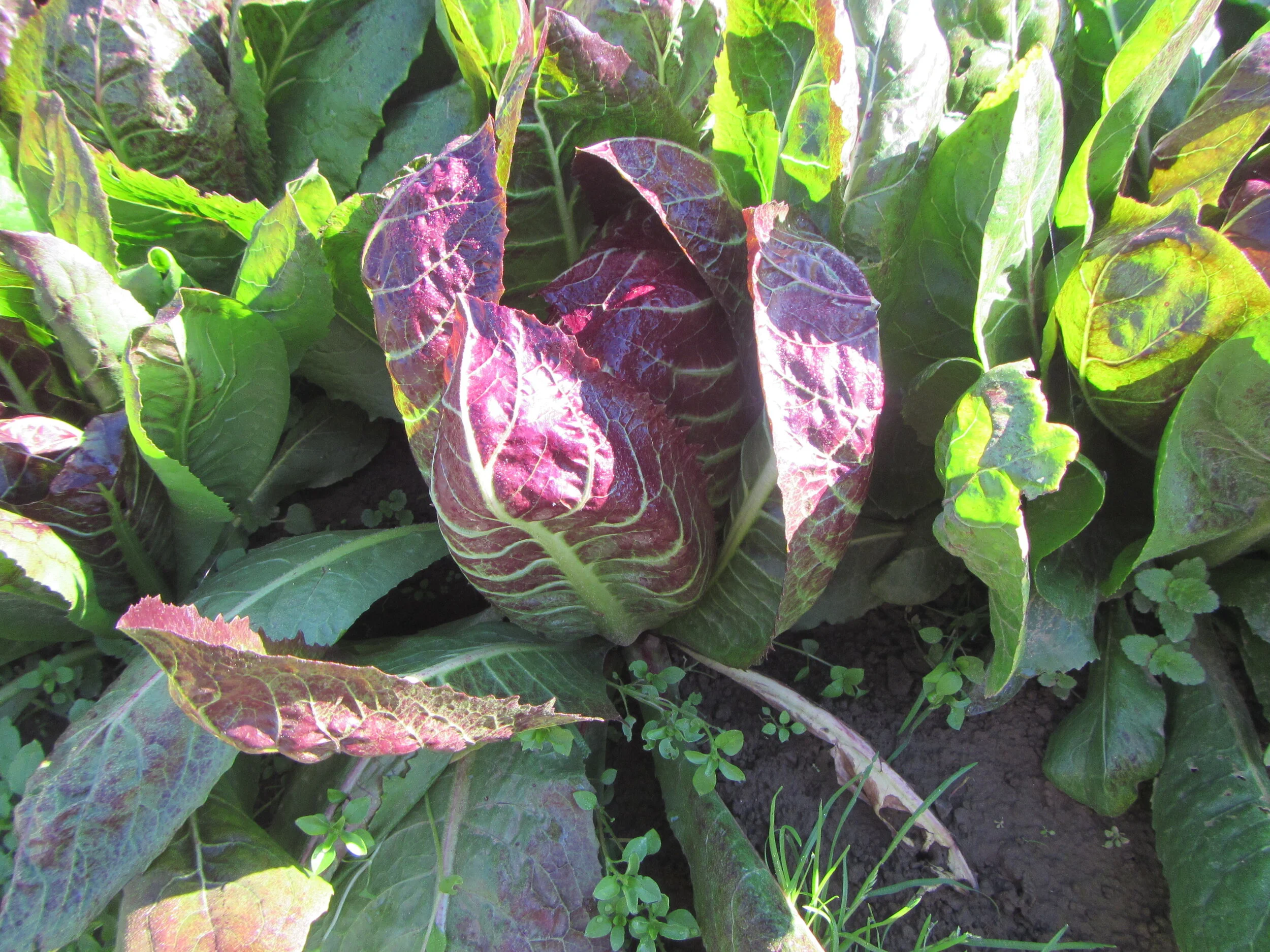 Rosso di Treviso Precoce