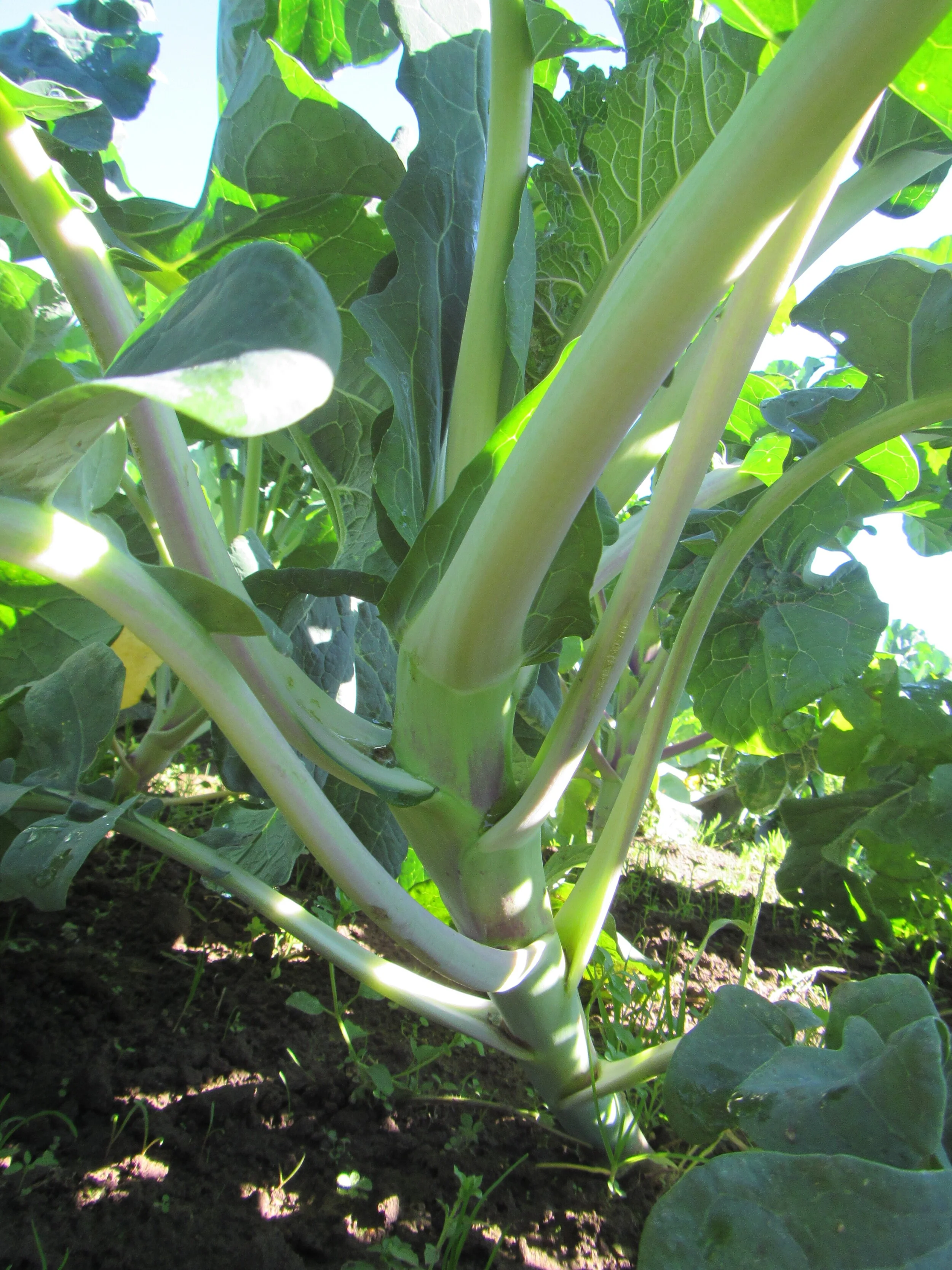 Purple Reign (Trial Only)