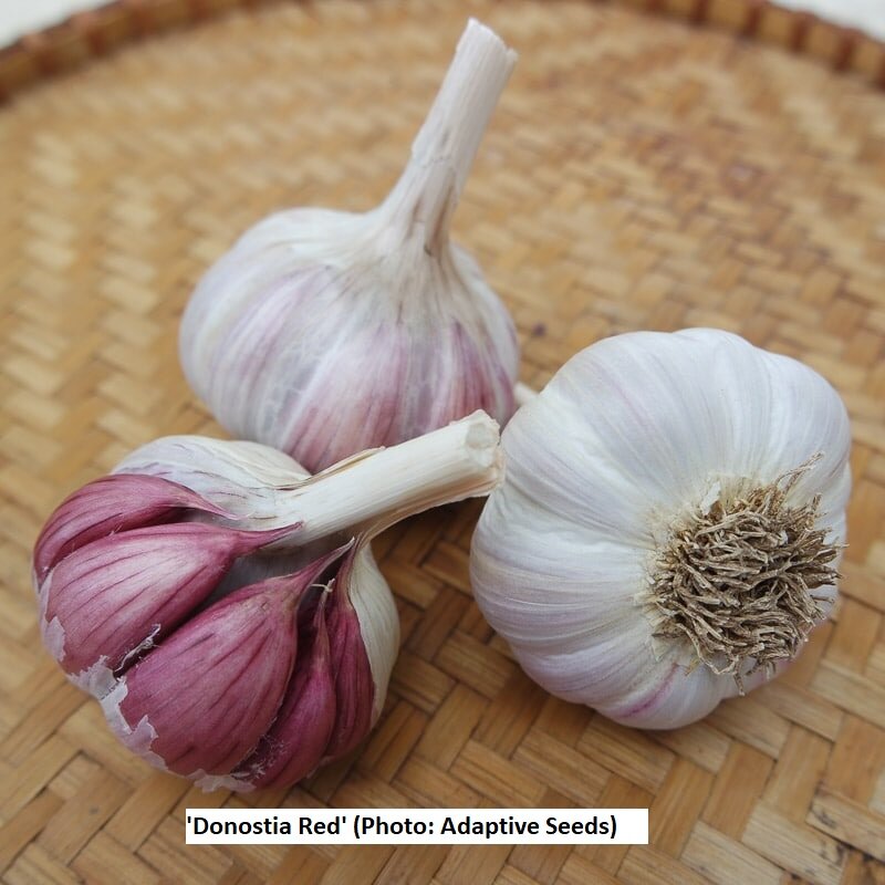 Donostia-Red-Garlic_creole_adaptive.jpg