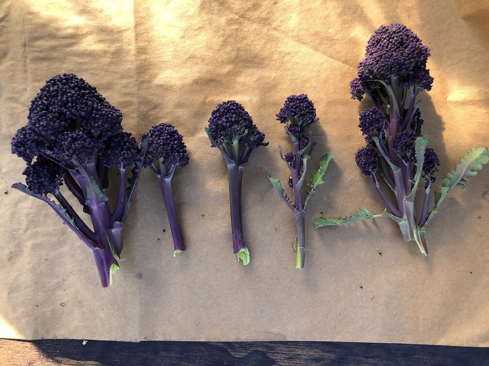 Purple Reign - purple stems.jpeg