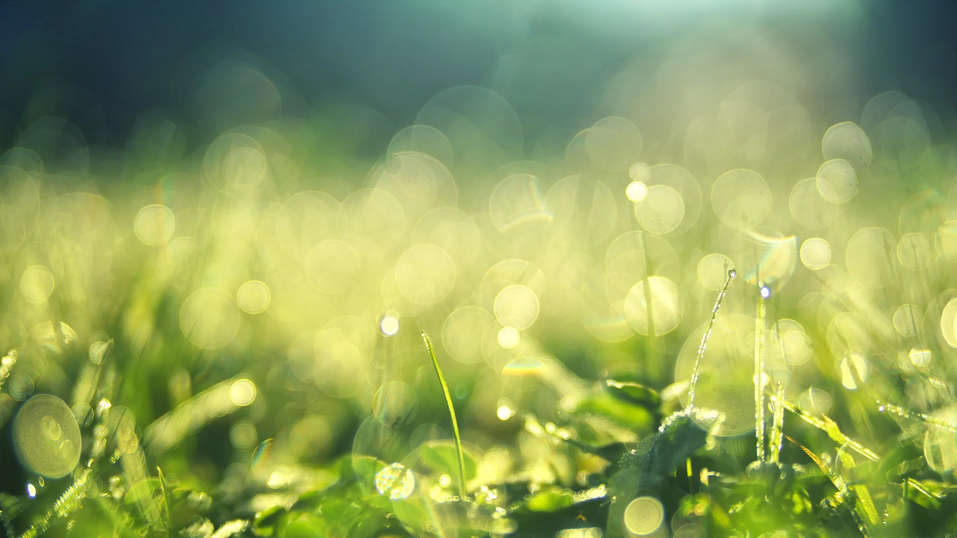 beautiful-blooming-blur-1500523.jpg