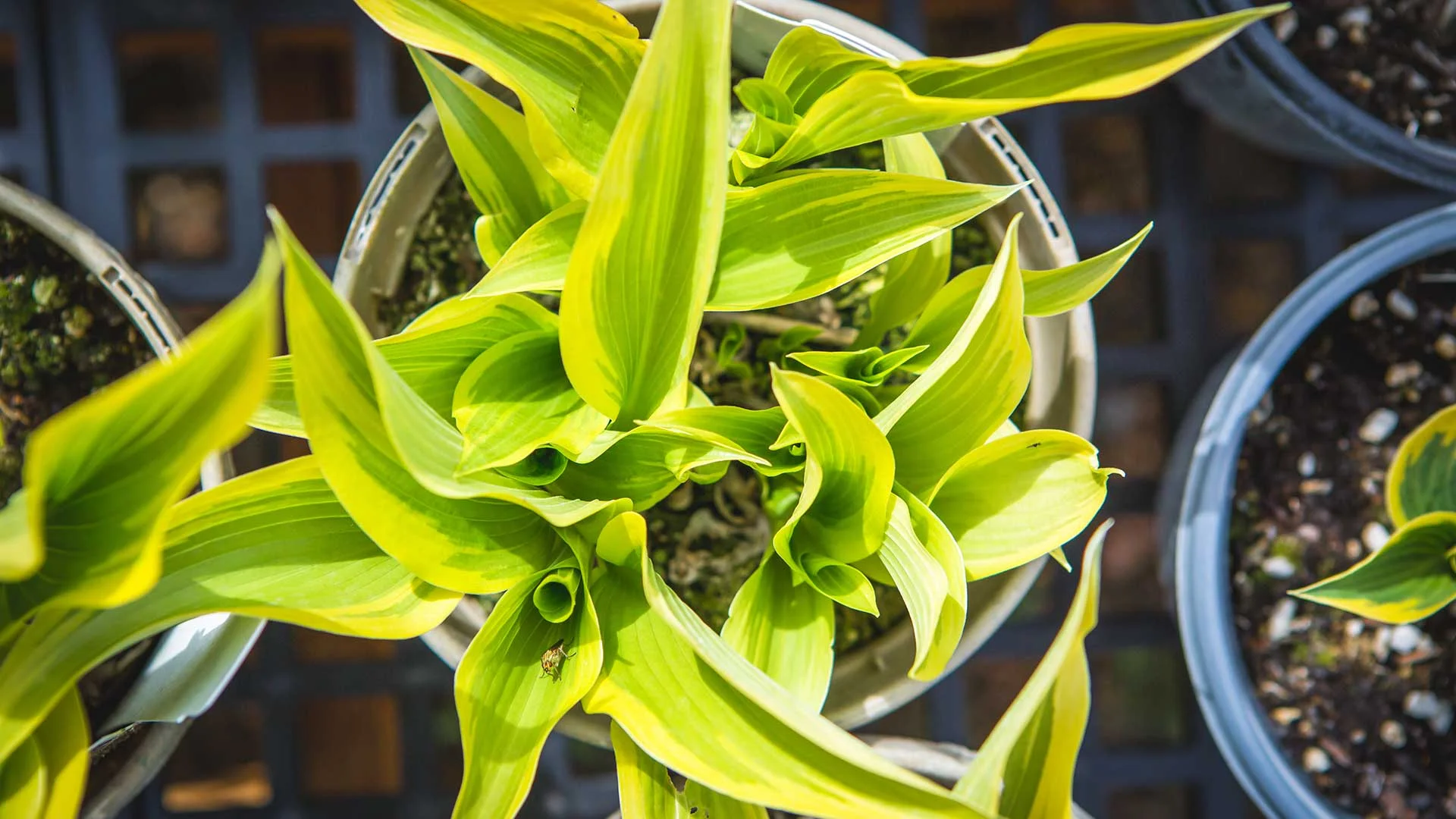 plant-something-home-hero.jpg