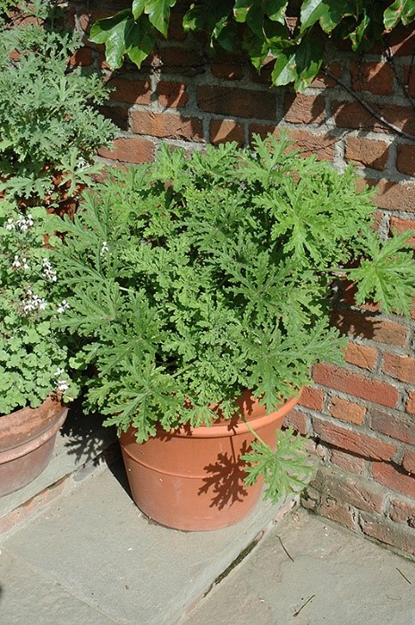 Repel Mosquitoes Naturally with Plants