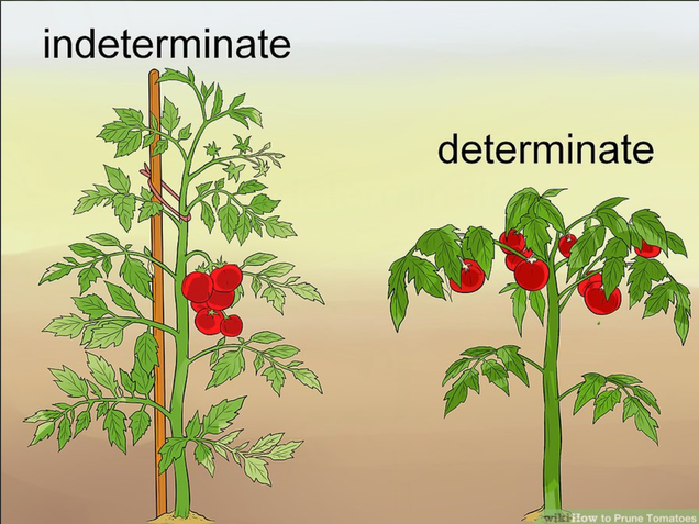 Tomato Basics