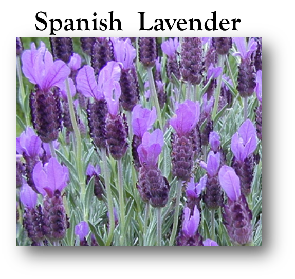 S Lavender.png