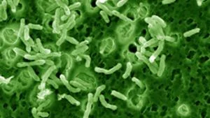 Mycobacterium vaccae under the microscope