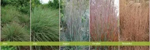 Standing Ovation little bluestem Plant Select®