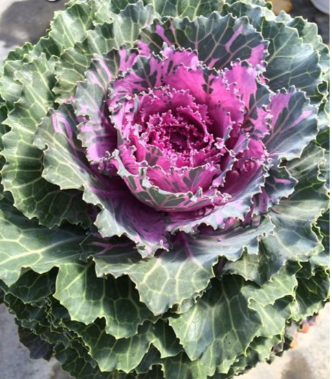 Ornamental Kale