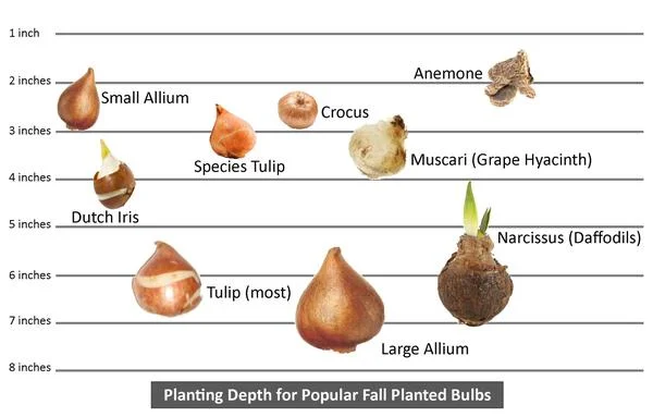 planting_depth_chart_for_most_popular_fall_planted_bulbs_grande.jpg