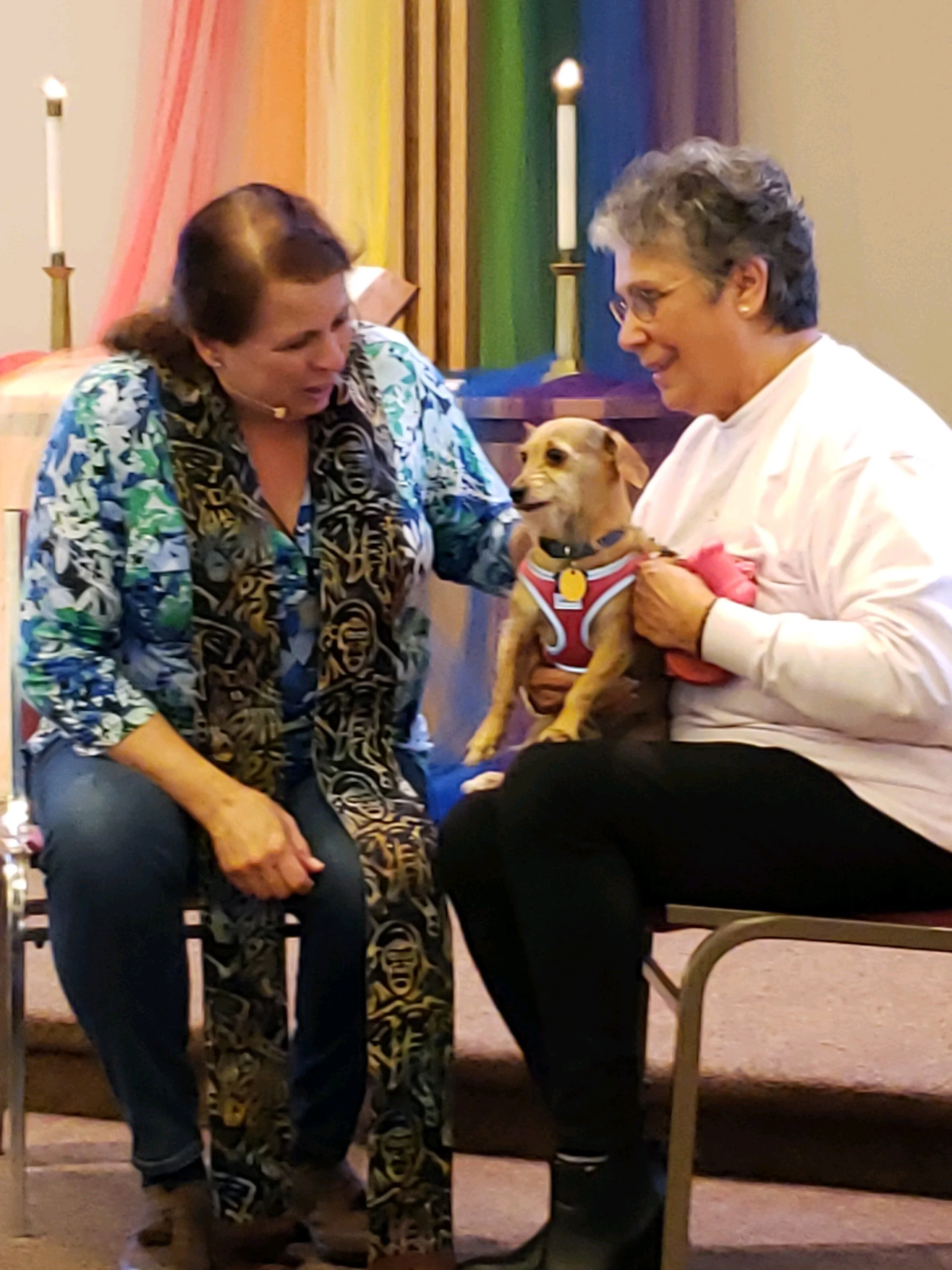 Blessing of the Animals, 2019