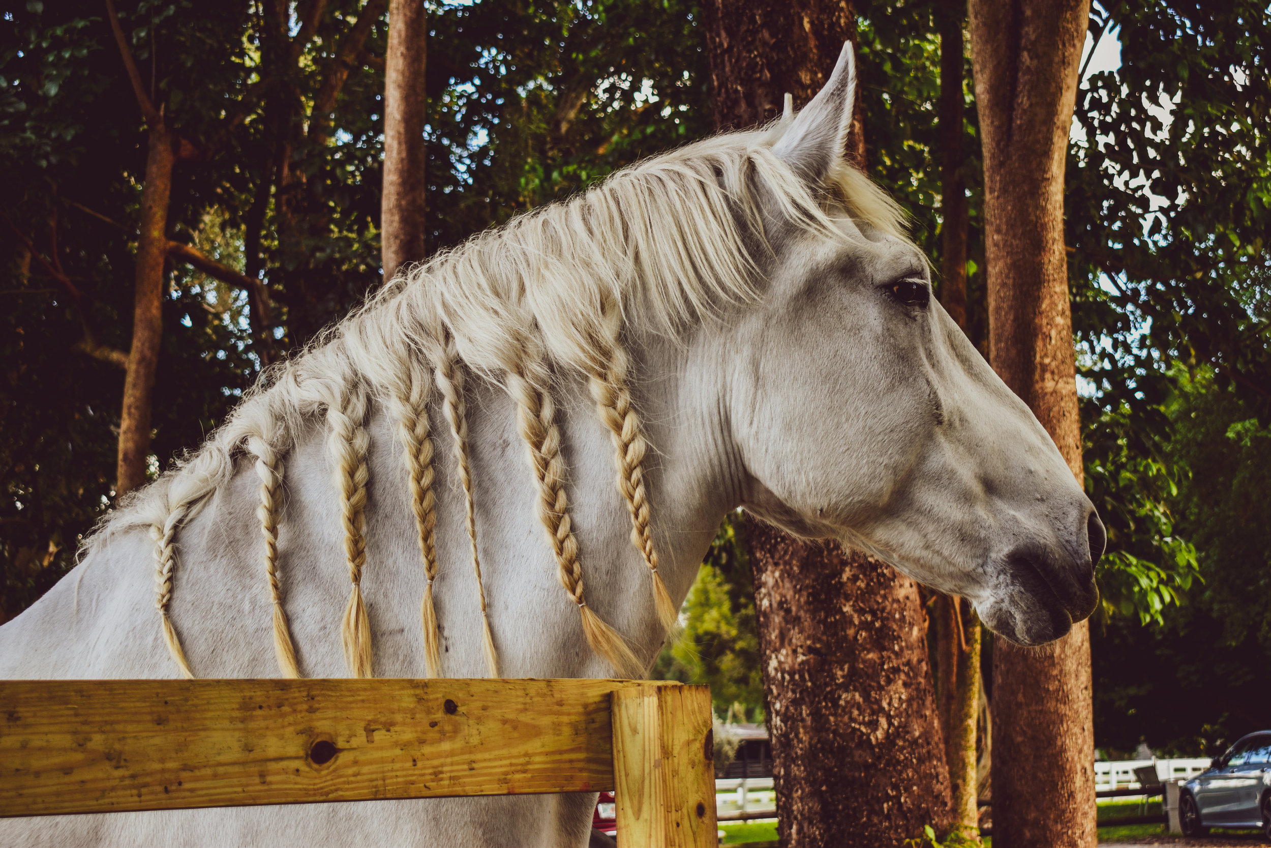 Category: Caring For Your Horse's Tail - MIDDLETON PLACE