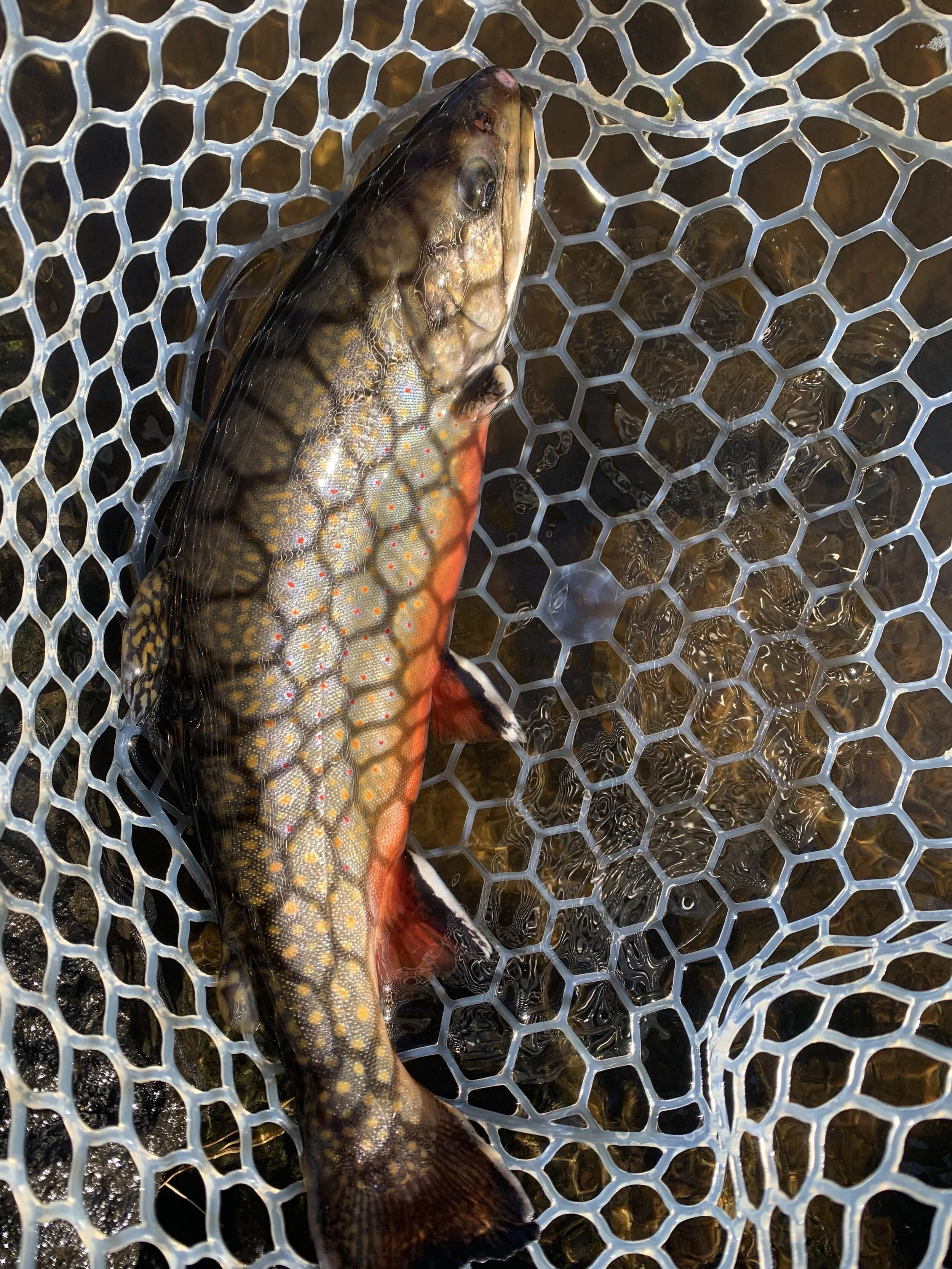 Jeff Ireland, Maine Fly Fishing Guide