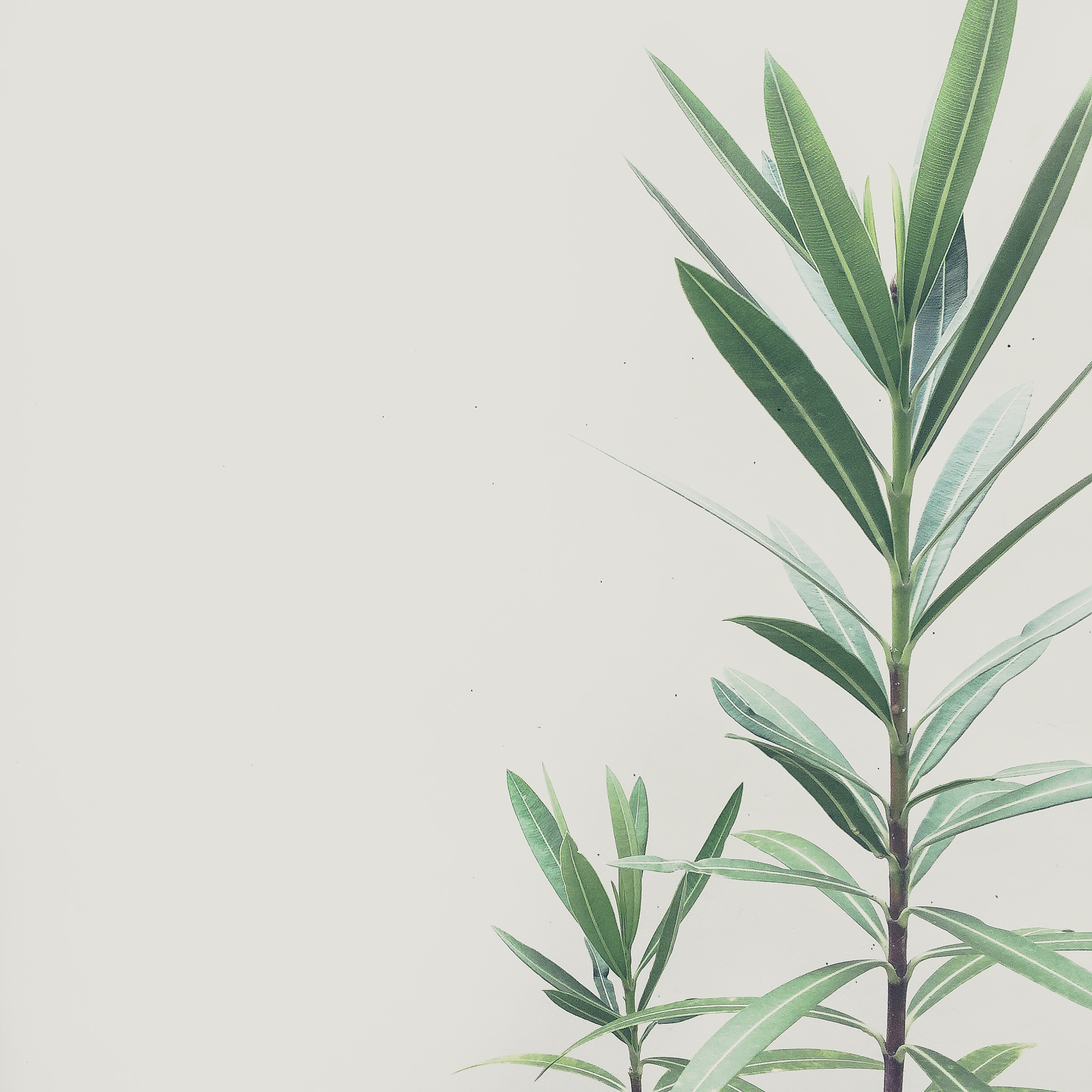 FloralDeco_006.jpg
