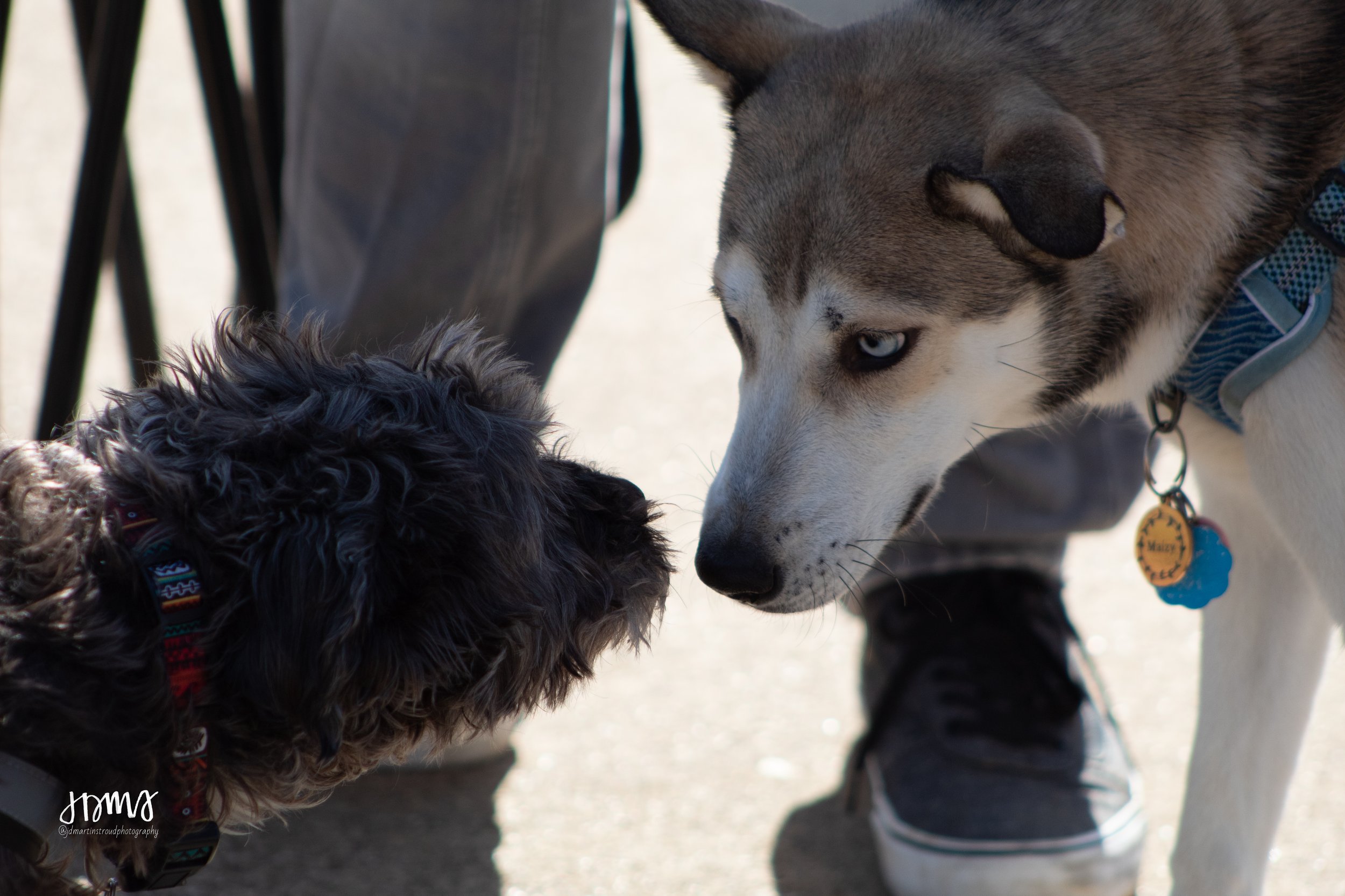 Eagles 2022-0864.jpg