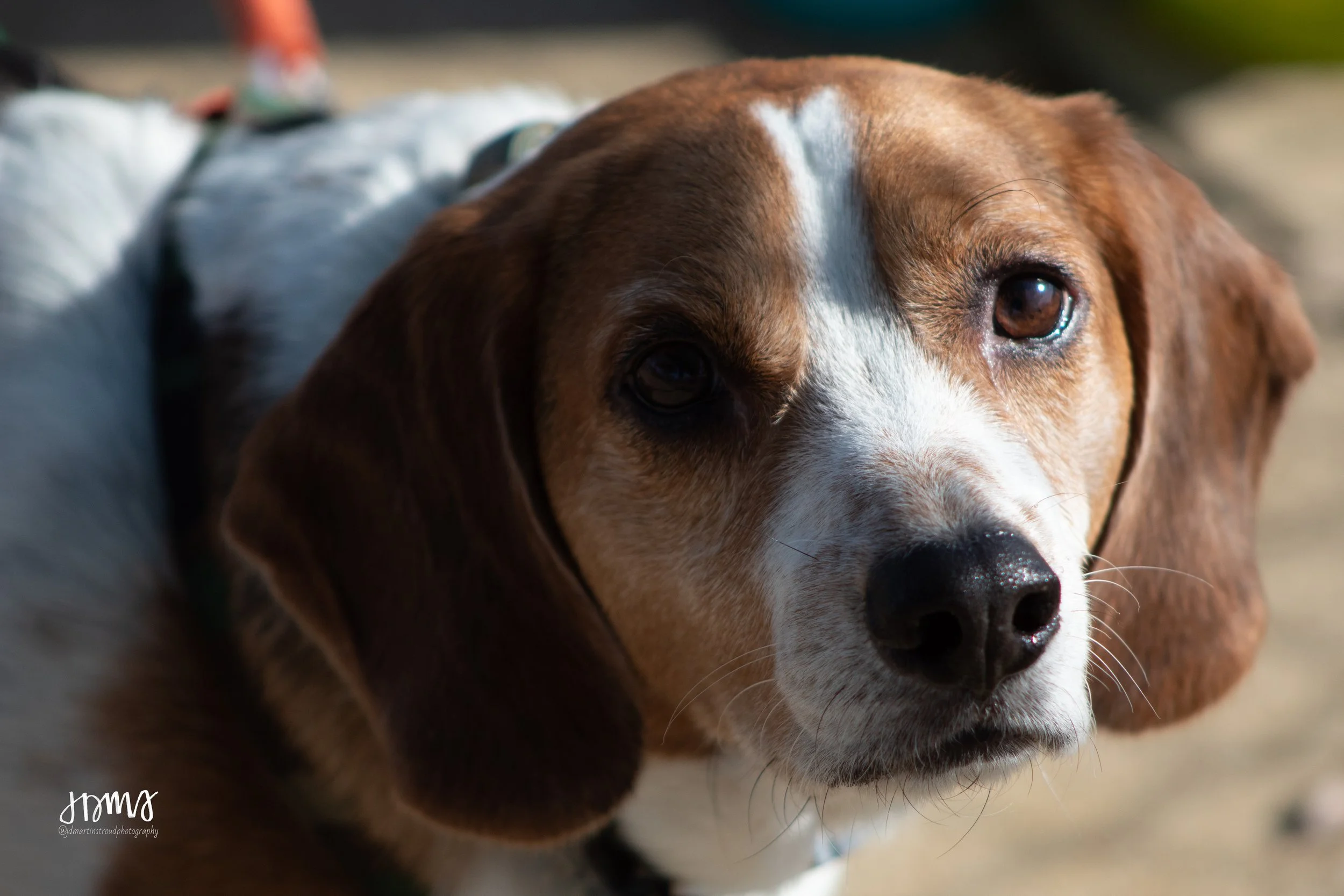 Eagles 2022-0875.jpg