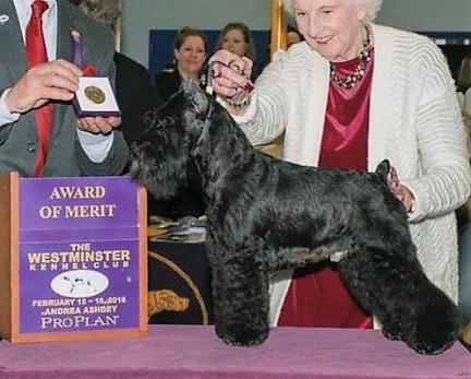 bizzy acres miniature schnauzers