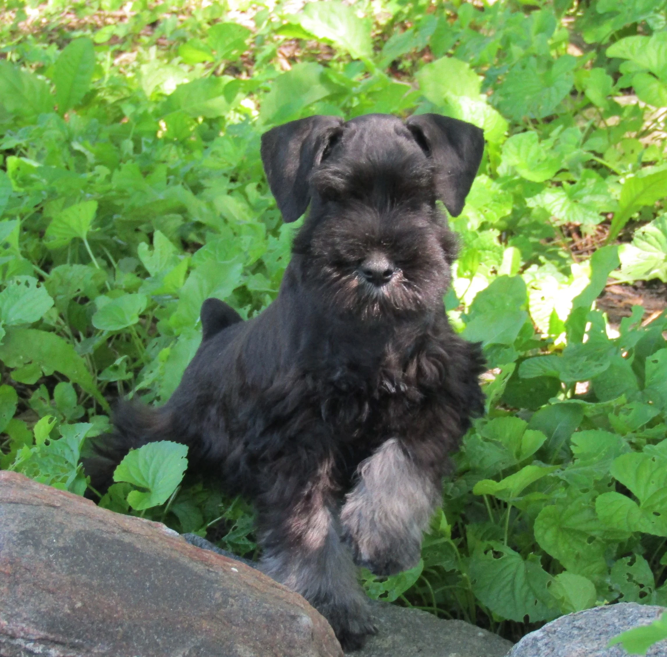 persian cat clippers