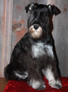 bizzy acres miniature schnauzers