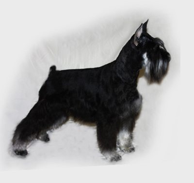 greenwood acres miniature schnauzers