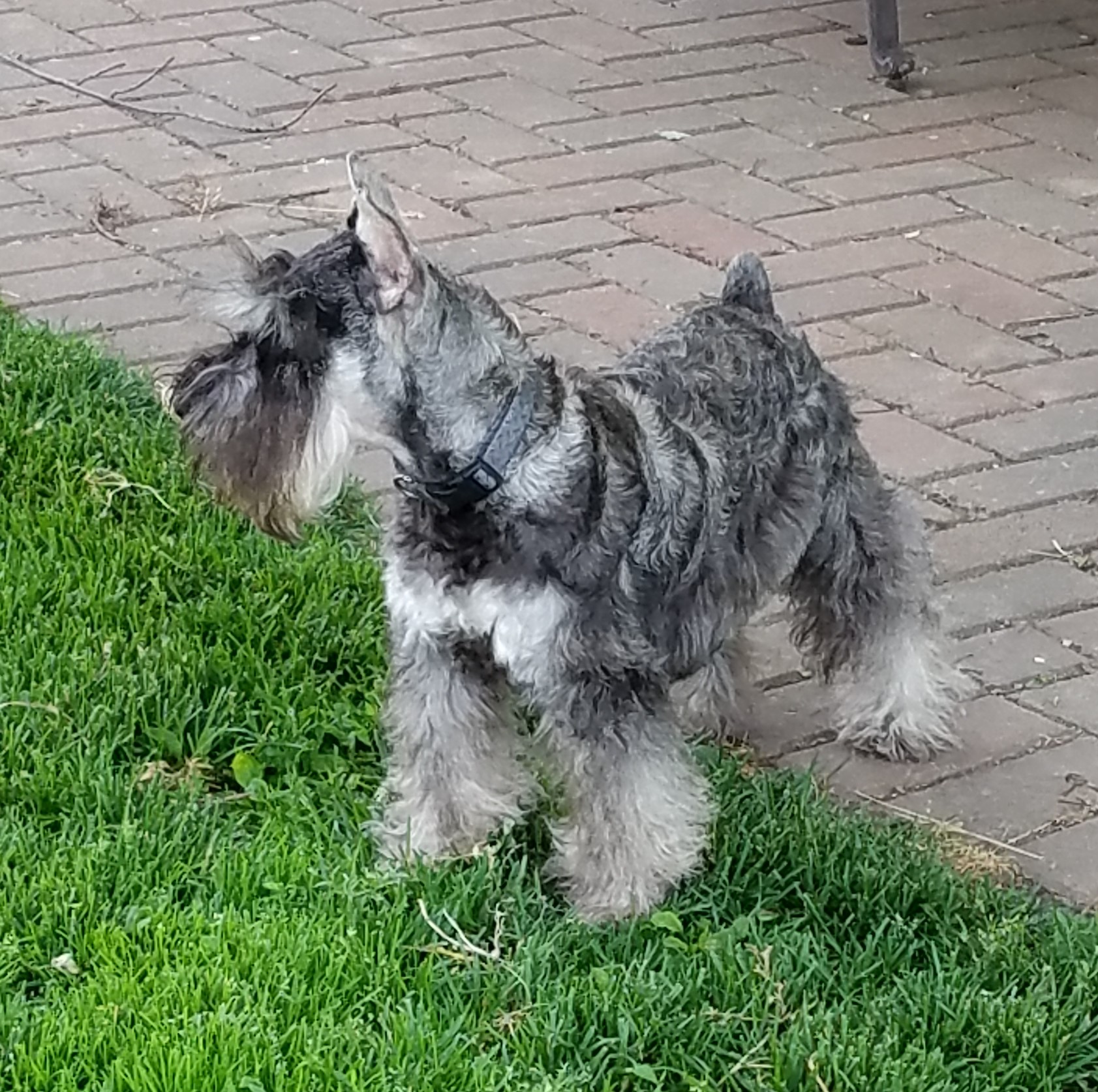 bizzy acres miniature schnauzers