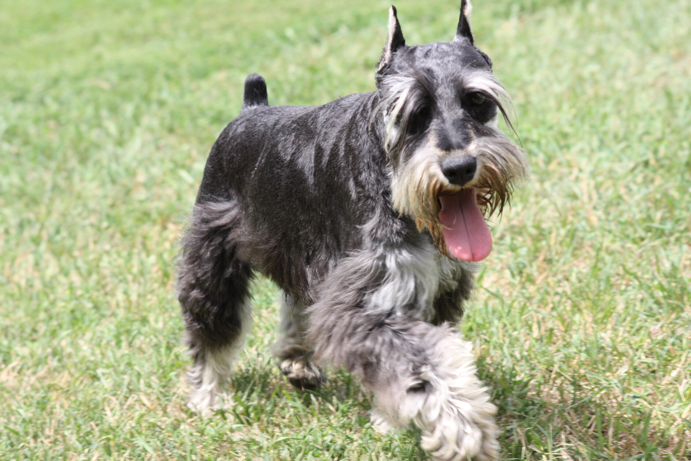 bizzy acres miniature schnauzers