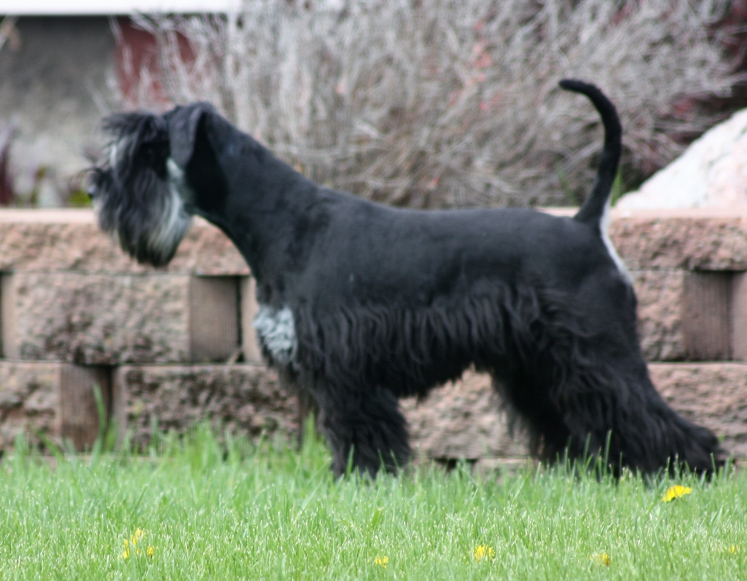 bizzy acres miniature schnauzers