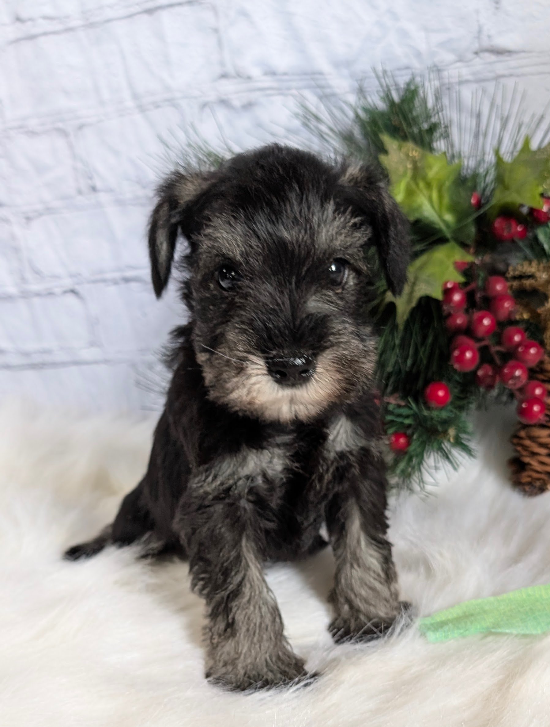 PXL_20251215_182319022 - Copy.jpg