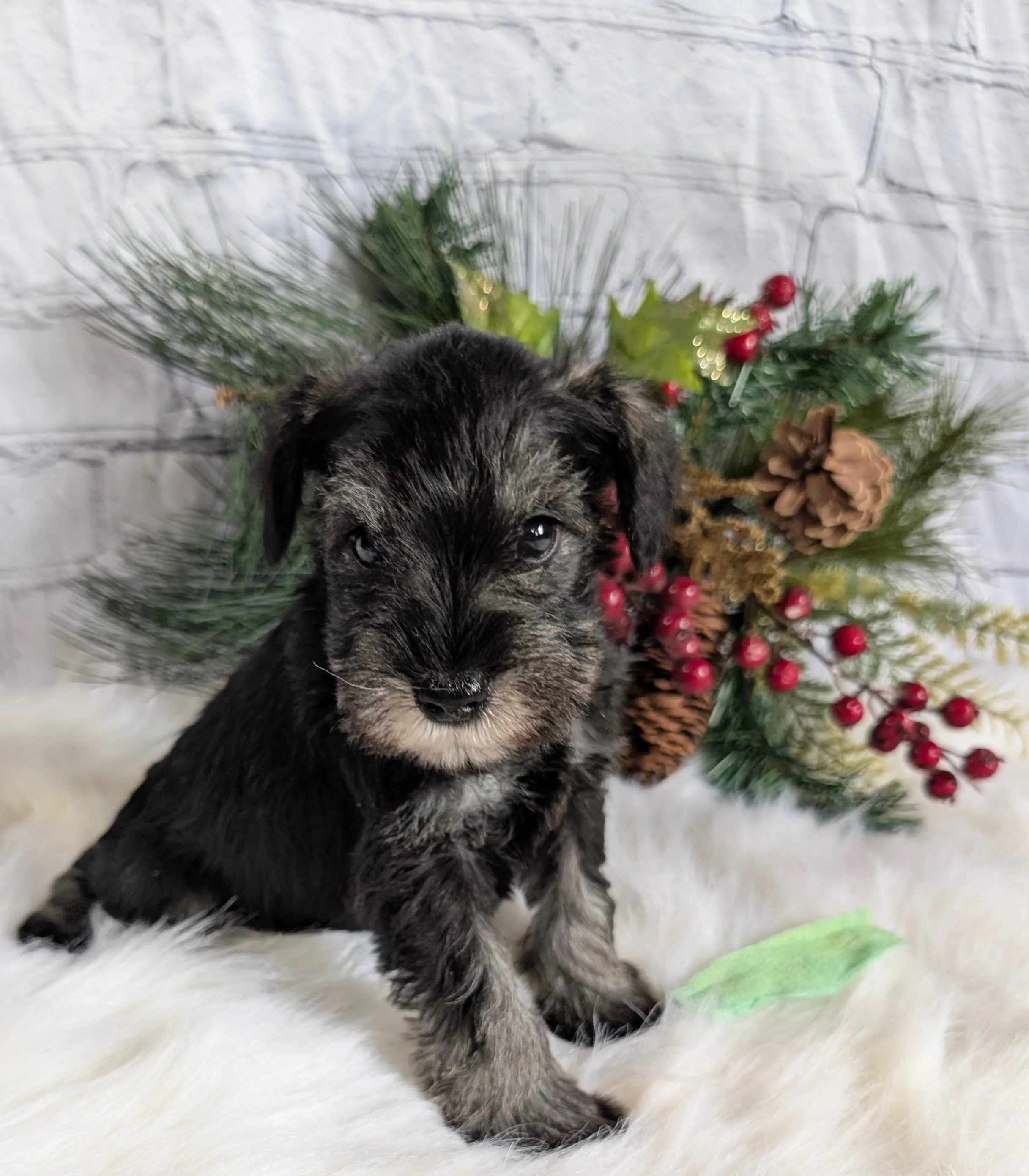 PXL_20251215_182324797 - Copy.jpg