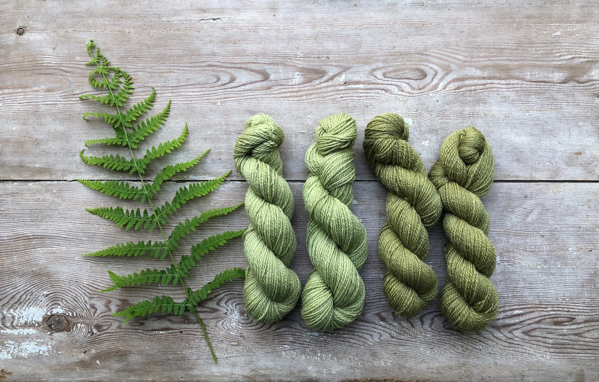 fcfc-bracken-fern-HURD-5785.jpg