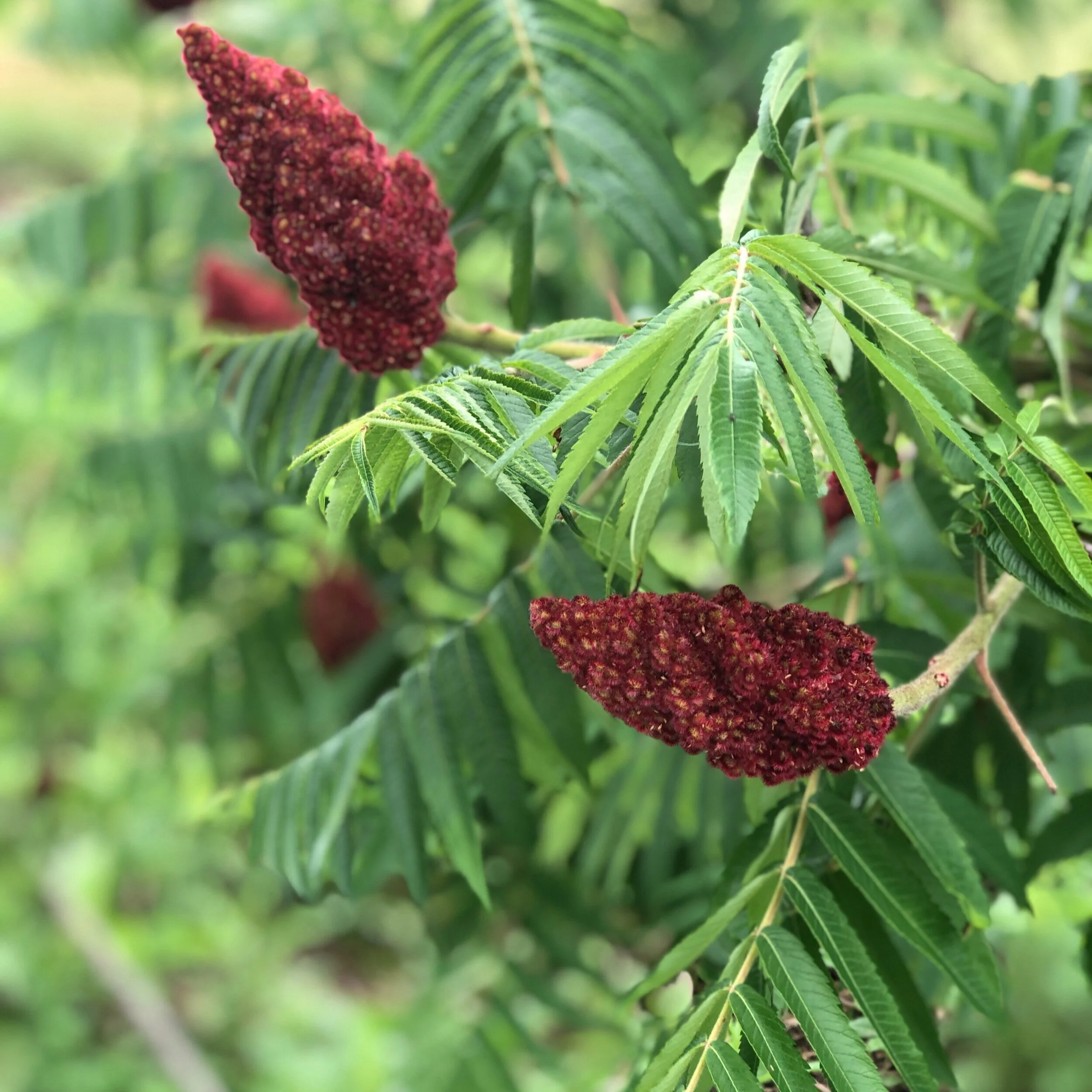 sumac-IMG_7114.jpg