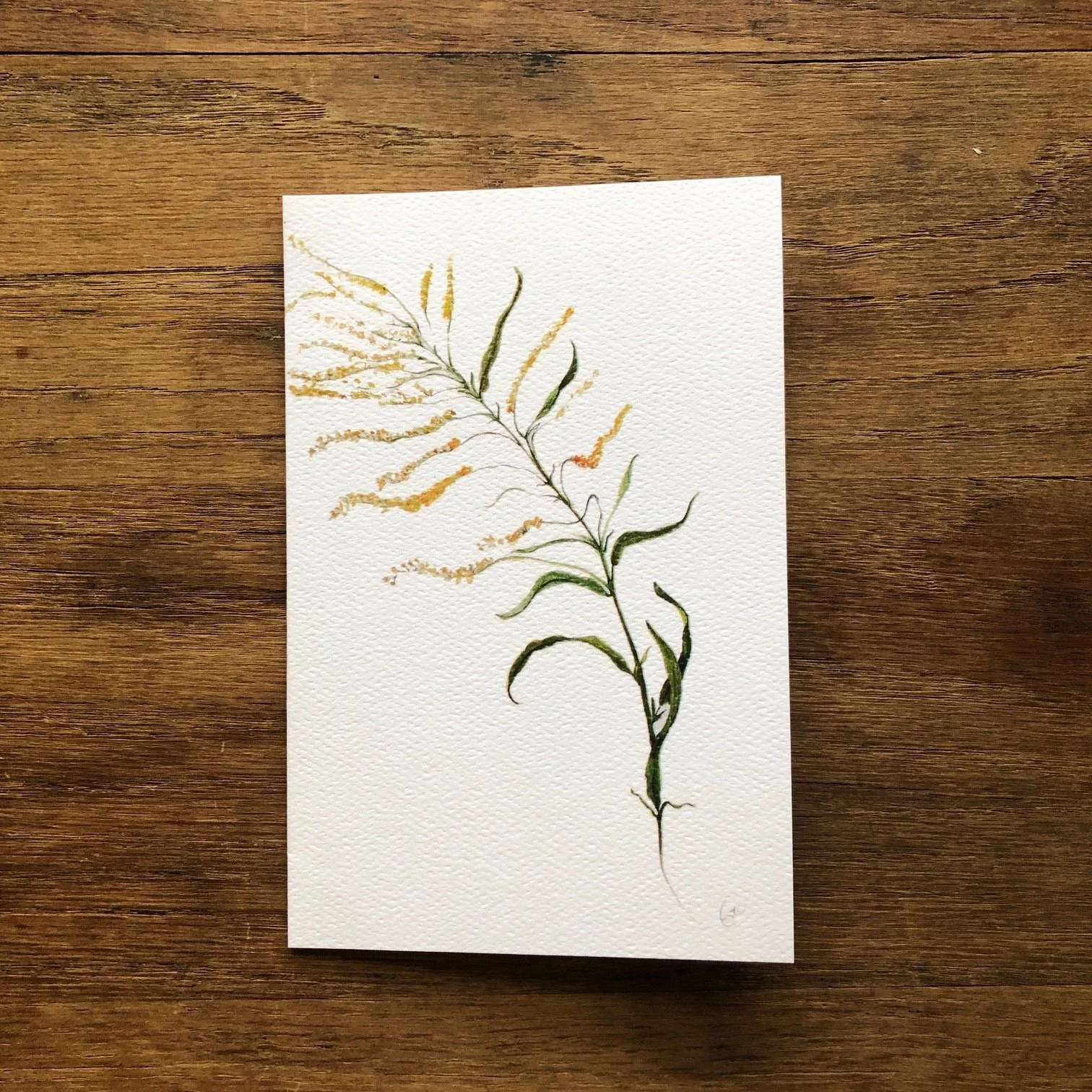 Goldenrod 10:21.JPG