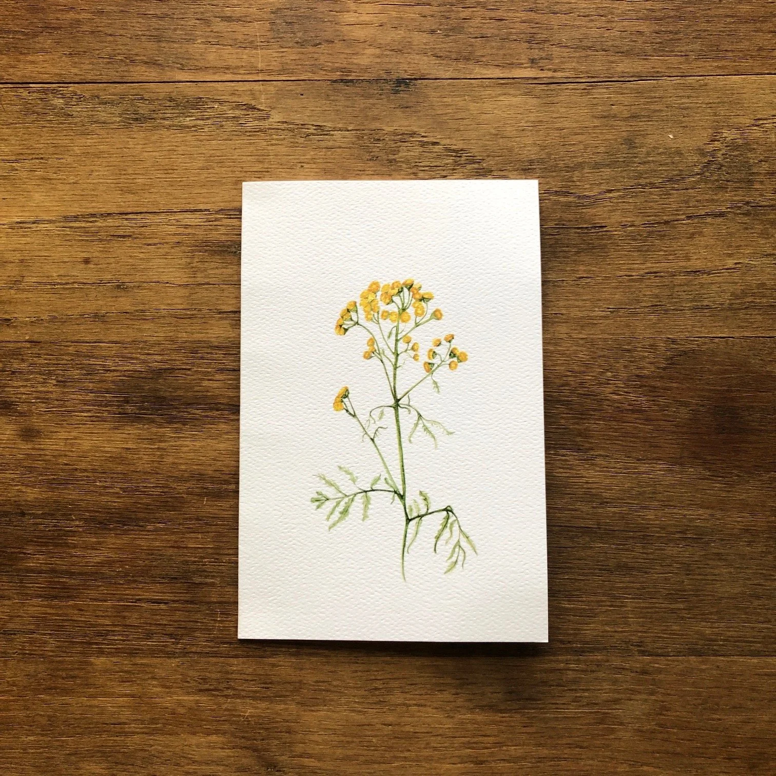 Tansy 10:21.JPG