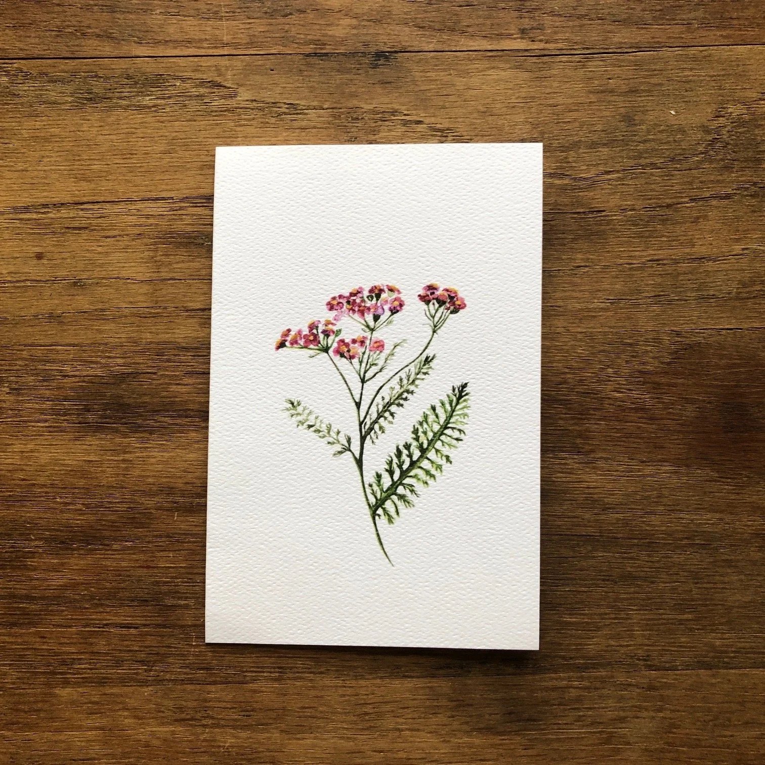 Yarrow 10:21.JPG