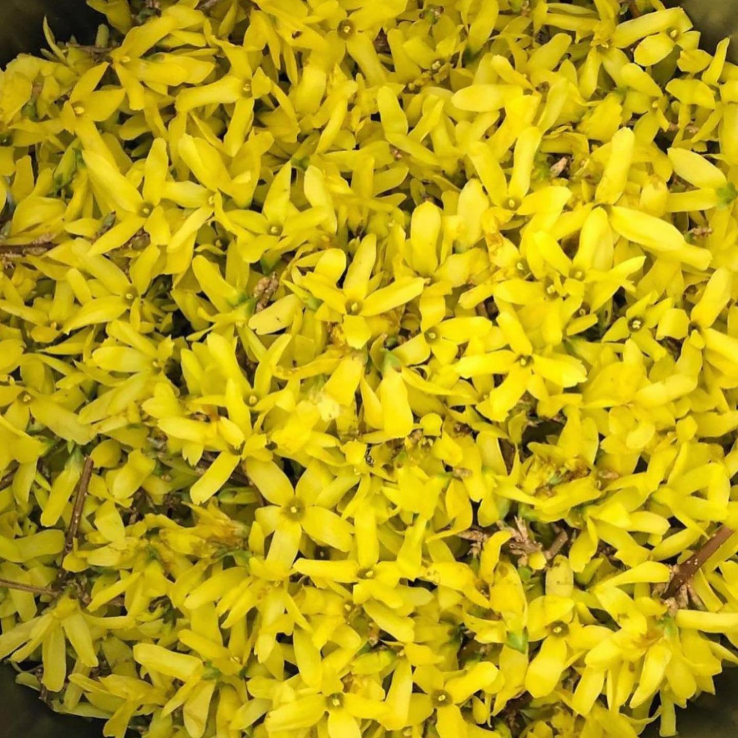 Nothing says it&rsquo;s Springtime like the bright yellow blossoms of forsythia! We added the flowers and stems to our dye pot and a few skeins of our River Yarn. Swipe to see the results.
.
.
.
.
.
. 
.
.
.
#naturaldye #naturaldyer #naturaldyes  #na