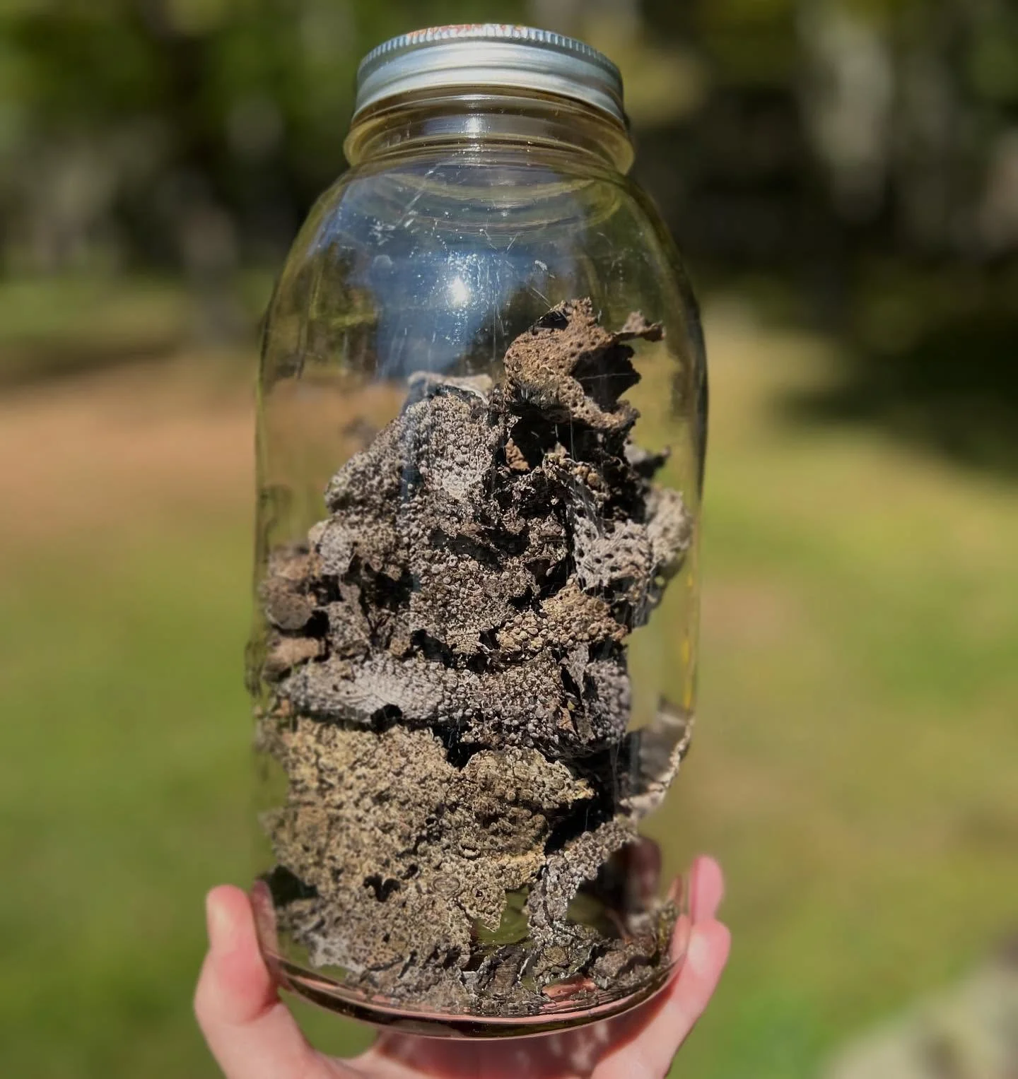 I&rsquo;m starting a new lichen vat with pieces I gathered from the ground of toadstool lichens (Lasallia papulosa). It will rest for a few months before it&rsquo;s ready. Swipe to see the rich color it can develop, along with two other local lichens